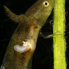 Northern Crested Newt larva (Triturus cristatus) attacked by a parasite in a pond  Prairies du Fouzon  Loir-et-Cher  France