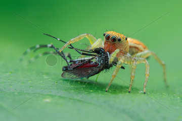 Jumping spider (Cosmophasis lami) prey on aedes mosquito.