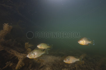 Pumpkinseed Sunfish (Lepomis gibbosus) Introduced in France  Aube  Grand Est  France