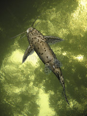 Blackspotted squeaker  Synodontis nigromaculatus ?. Composite image. Portugal. Composite image
