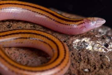 The Striped Legless Skink (Acontias lineatus) is a fossorial lizard species found across Southern Africa.