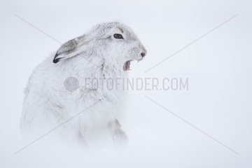 A Mountain Hare (Lepus timidus) sticks his tongue out whilst preening in the Cairngorms National Park  UK. With blanket snow covering the plateau  this Mountain Hare was able to blend into his surroundings whilst preening. Once finished  he let out a large yawn.