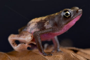 The Central coast stubfoot toad (Atelopus franciscus) is endemic to French Guiana. Pictured a pied aberrant animal.
