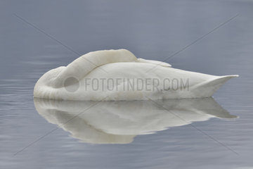 Whooper Swan (Cygnus cygnus) sleeping on water  Lake Kussharo  Akan National Park  Hokkaido  Japan