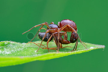 A ground ant-eater spider (Mallinella sp.) prey on yellow ant (Camponotus sp.).