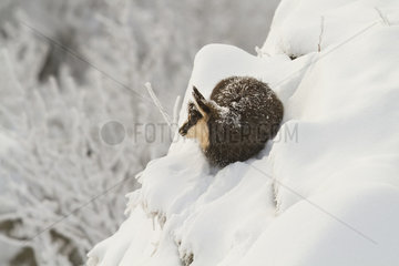 Alpine chamois (Rupicapra rupicapra) young warming in the sun  lying on a steep slope in the snow after a night of blizzard  with frosted coat  Grand Hohneck  Vosges  France