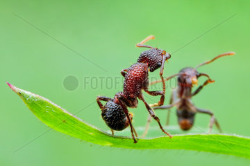 One ant helping another ant (Gnamptogenys bicolor) on a grass leaf.