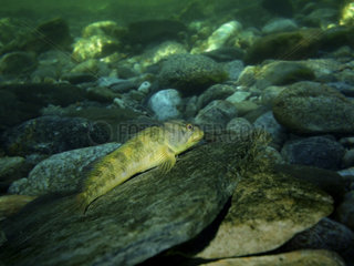 Freshwater blenny  Salaria fluviatilis  on river environment. Digital composite. Portugal. Composite image