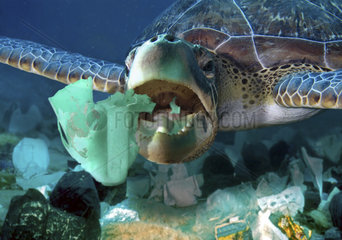 Sea turtle eating a detergent plastic bottle. Tailand - Composite image. Composite image