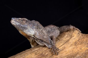 The Frilled-necked lizard (Chlamydosaurus kingii) is a species of lizard which is found mainly in northern Australia and southern New Guinea.