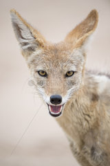 Portrait of Black-backed jackal (Canis mesomelas)  Kgalagadi  Botswana