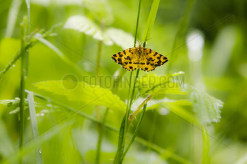 Speckled yellow butterfly (Pseudopanthera macularia) on a stem  Alsace  France