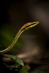 Brown vinesnake (Oxybelis aeneus)  Cahuita national park  Costa Rica