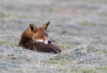 Red fox (Vulpes vulpes) laying in a meadow  England
