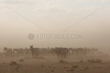 Plains zebra (Equus quagga) in the dust blizzard  Amboseli  Kenya
