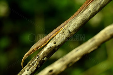 Madagascar leaf-nosed snake (Langaha madagascariensis) male  Madagascar  Andre Peyrieras Collection  Mandrake Park