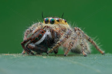Female jumping spider (Hyllus semicupreus) prey on another species of jumping spider (Carrhotus viduus)