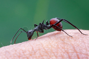 A spiny ant (Formicidae - Polyrhachis (Myrmhopla) abdominalis) licking all over the photographer's hand.