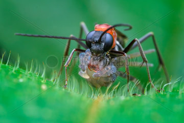 Spider wasp (Pompilidae sp) catching wandering spider (Ctenidae - Ctenus sp.)