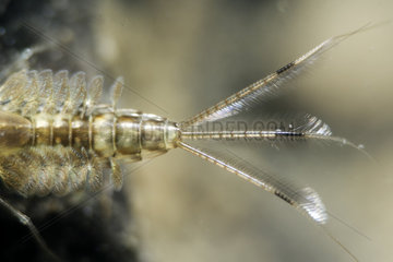 Mayfly nymph (Ephemeroptera sp) in a pond  Prairies du Fouzon  Loir-et-Cher  France