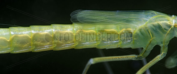 Damselfly larva (Zygoptera sp)  in a pool  Prairies du Fouzon  Loir-et-Cher  France