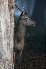 Young male Red deer near a tree trunk Great Britain