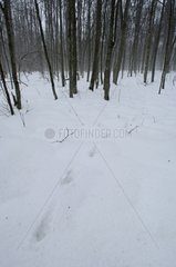 Prints of wolf in the snow in a forest Bialowieza Poland