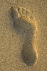 Spur eines nackten Fußes im Sand zu den Galapagos -Inseln