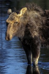 Jeune Orignal dans l'eau d'une rivière Yellowstone USA