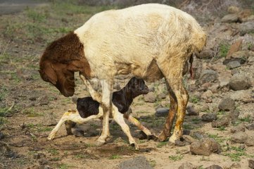 Geburt eines Lamb Lake Bogoria Kenia