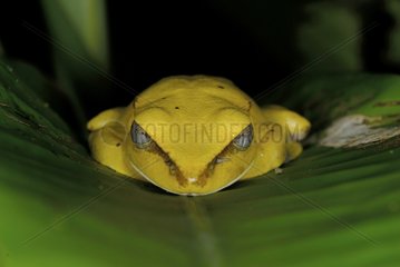 Portrait of a treefrog resting on a leaf French Guiana