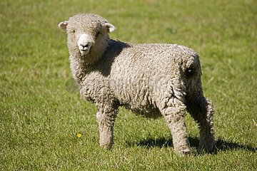 Unshorn Merino sheep Mackenzie Country New Zealand