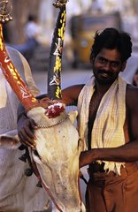 Sacred cow with decorated horns for spring celebration India