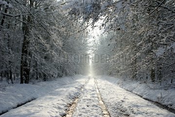 Allée forestière sous la neige dans la forêt de Balleroy