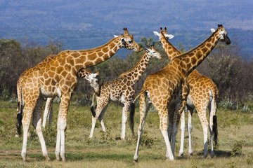 Rothschild's giraffes Lake Nakuru Kenya