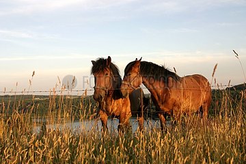 Horses in pre of Kachoubie in summer Poland of North