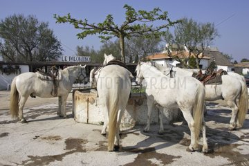 Camargue horses in a tourist horse-riding centre Camargue