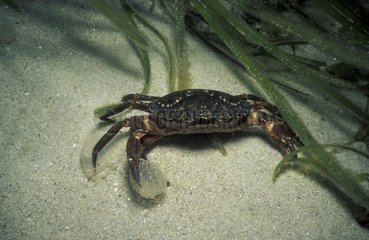 Crabe vert Atlantique