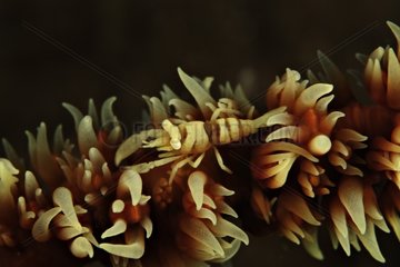 Black Coral Shrimp among Coral Indonesia