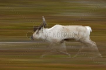 Caribou runinng Norway