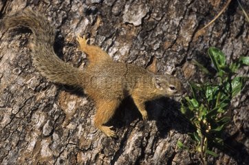 Smith's bush squirrel fixed on the bark South Africa