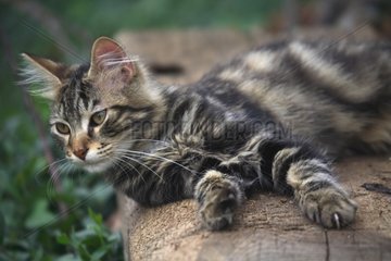 Cat lying on a wooden beam