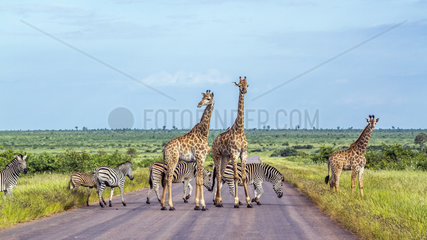 Giraffe (Giraffa camelopardalis) and Plains zebra (Equus quagga burchellii) in Kruger National park  South Africa.