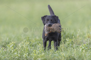 Labrador male with a grey partridge (Perdix perdix)  Bas Rhin  France