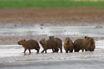 Capybara (Hydrochaerus hydrochaeris) in water  Pantanal  Brazil