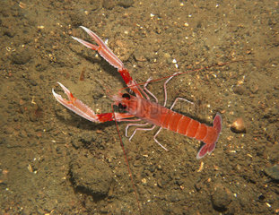 Norway lobster  Nephrops norvegicus. Is the most important commercial crustacean in Europe. Portugal