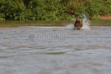 Capybara (Hydrochoerus hydrochaeris) jumping in a river to escape a jaguar  Pantanal  Brazil