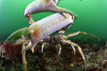 Blue Spiny Spider Crab (Maja squinado) - 20 meters deep  off the island of Oleron  Atlantic Ocean  France