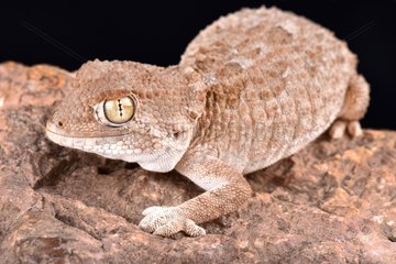 The helmeted gecko (Tarentola chazaliae) is native to Western Sahara  Mauritania and Morocco in zones near the coast where the humidity is high.