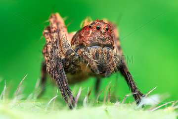 Low angle shot of a common bod lynx spider (Hamataliwa incompta)